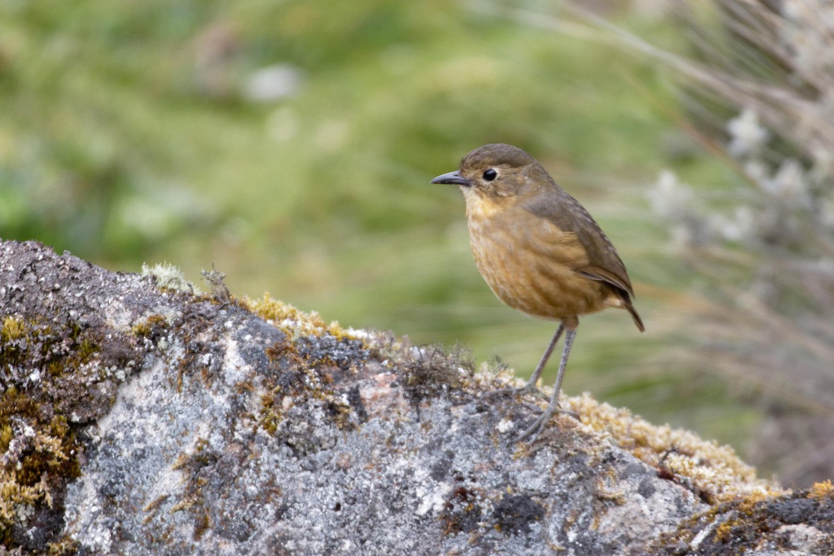 Tawny Antpitta - ML641391508