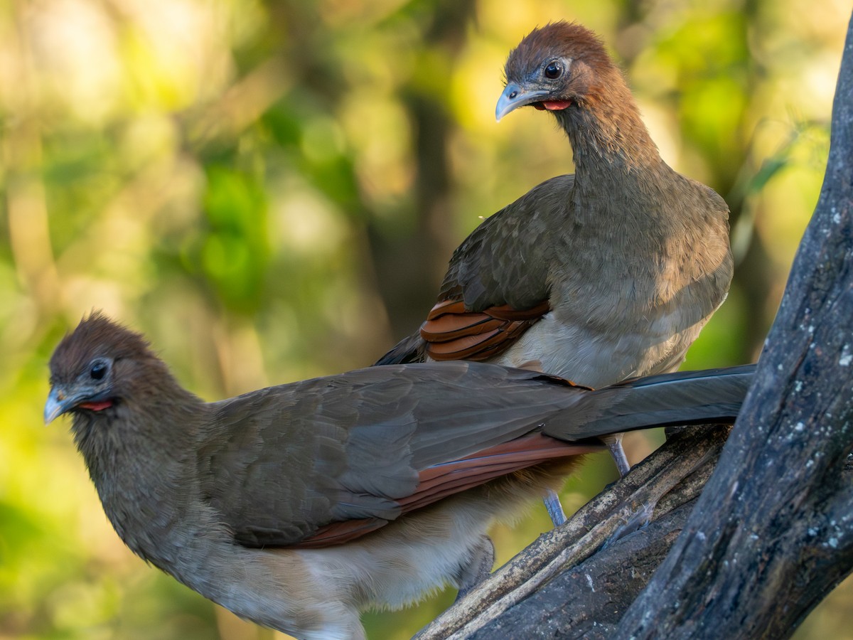 Rufous-headed Chachalaca - ML641391511