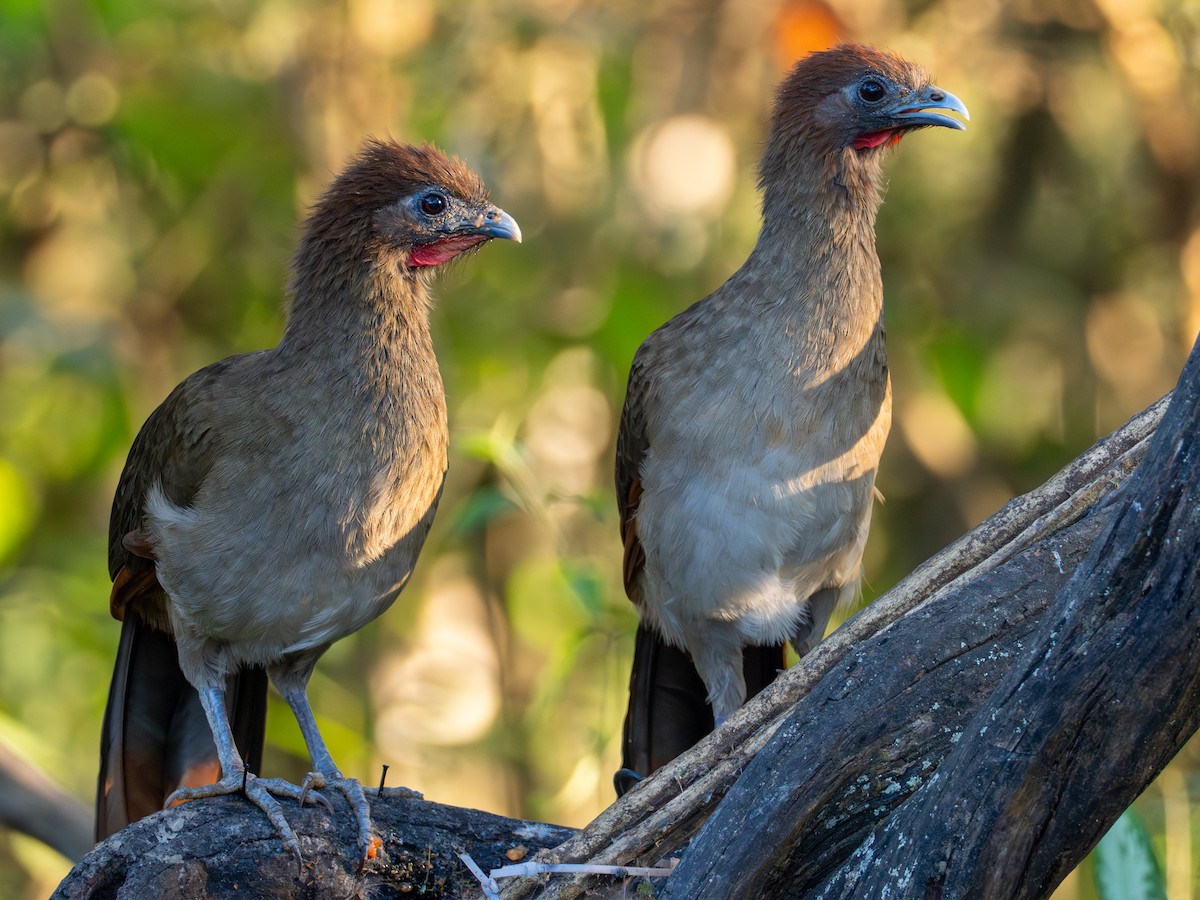 Rufous-headed Chachalaca - ML641391512