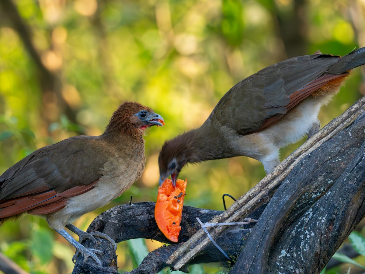 Rufous-headed Chachalaca - ML641391513