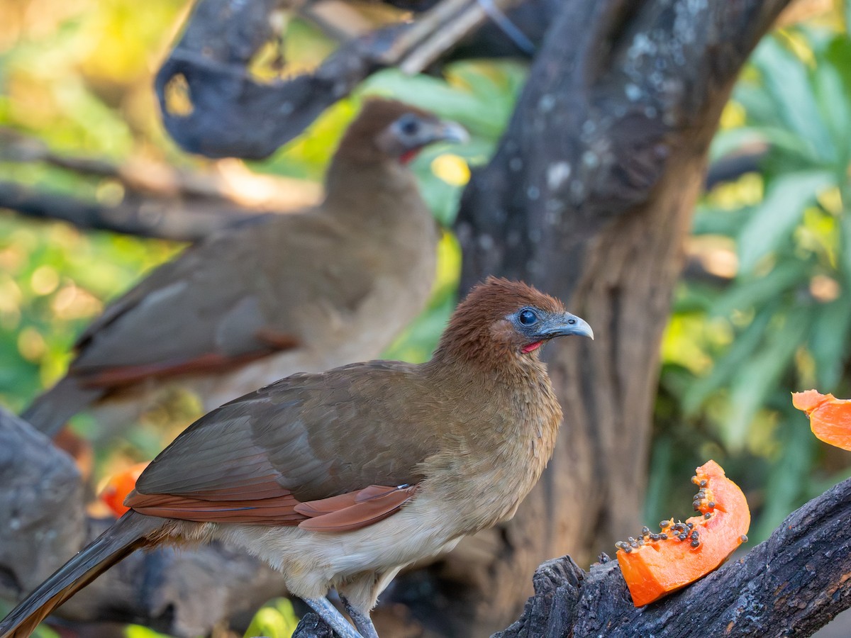 Rufous-headed Chachalaca - ML641391514