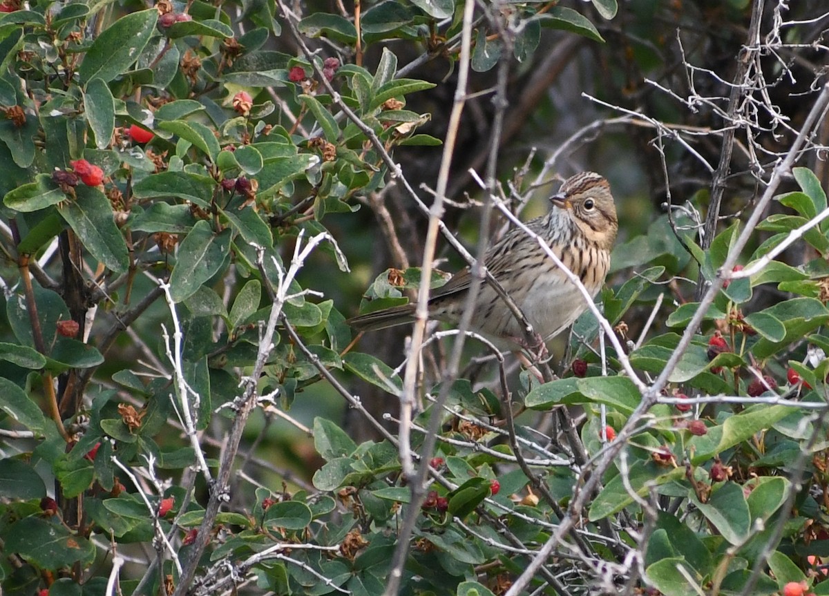 Lincoln's Sparrow - ML641391515