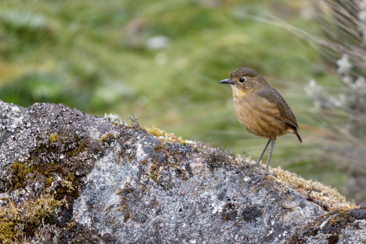 Tawny Antpitta - ML641391516