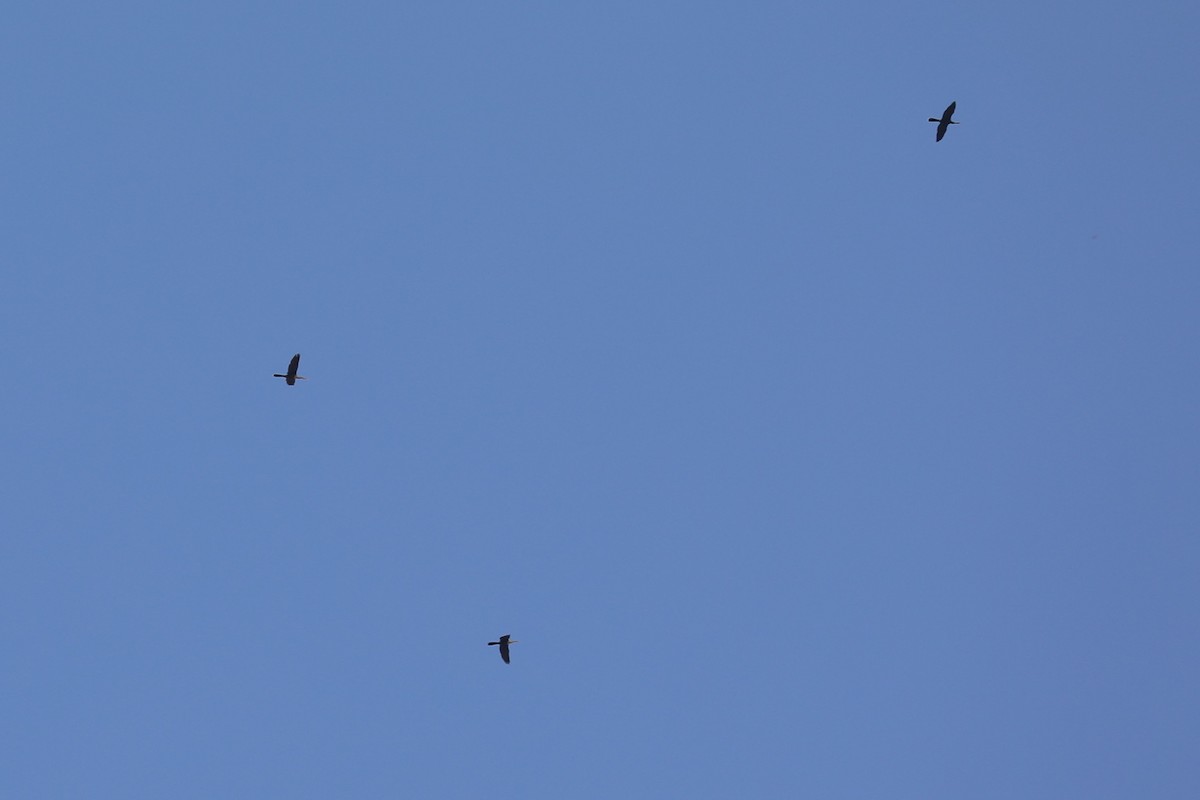 Anhinga - ML641391519