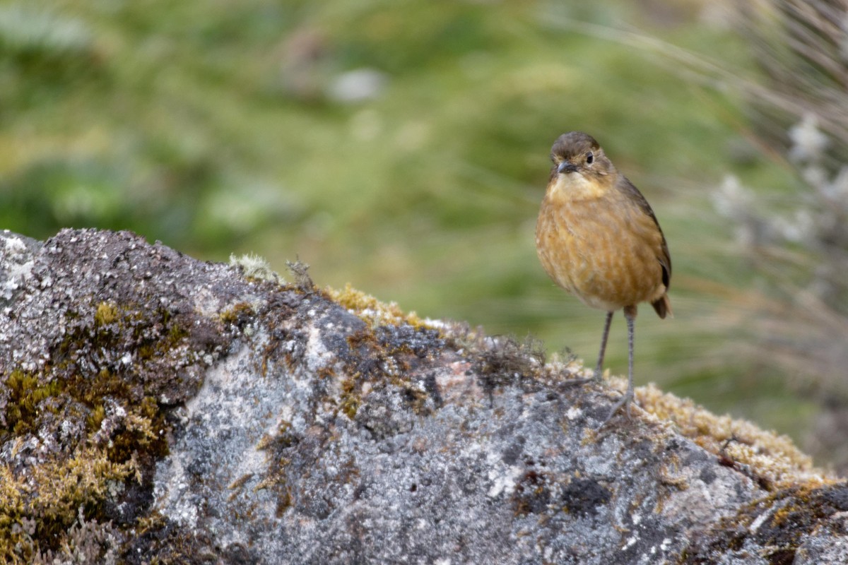 Tawny Antpitta - ML641391526