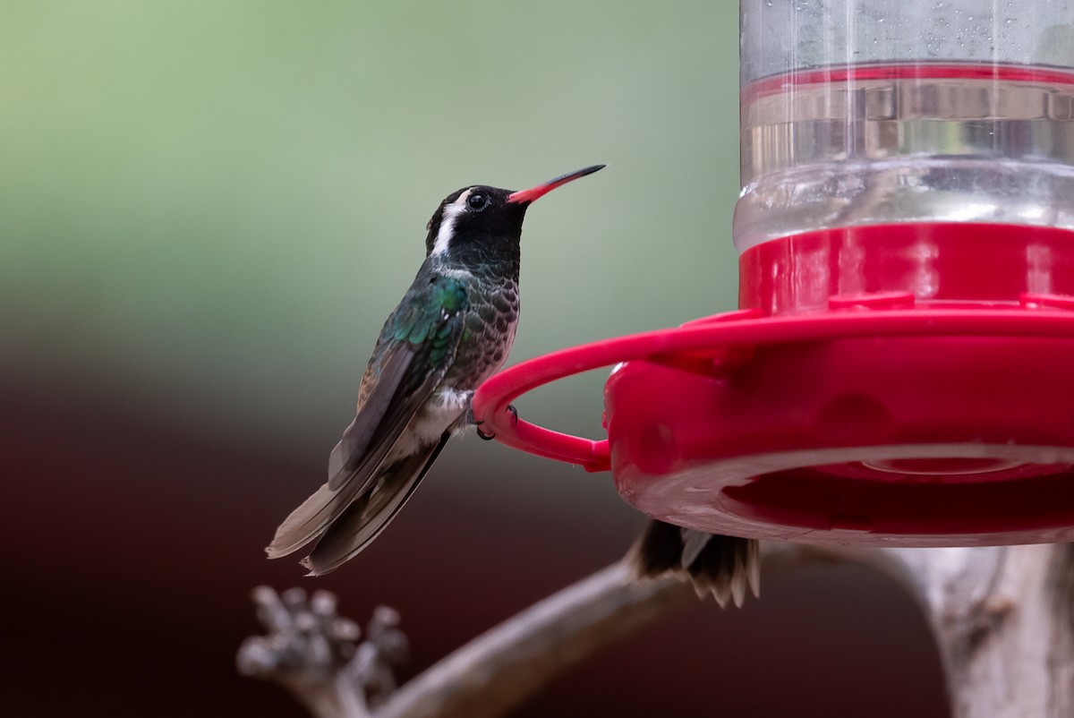 White-eared Hummingbird - ML641391537