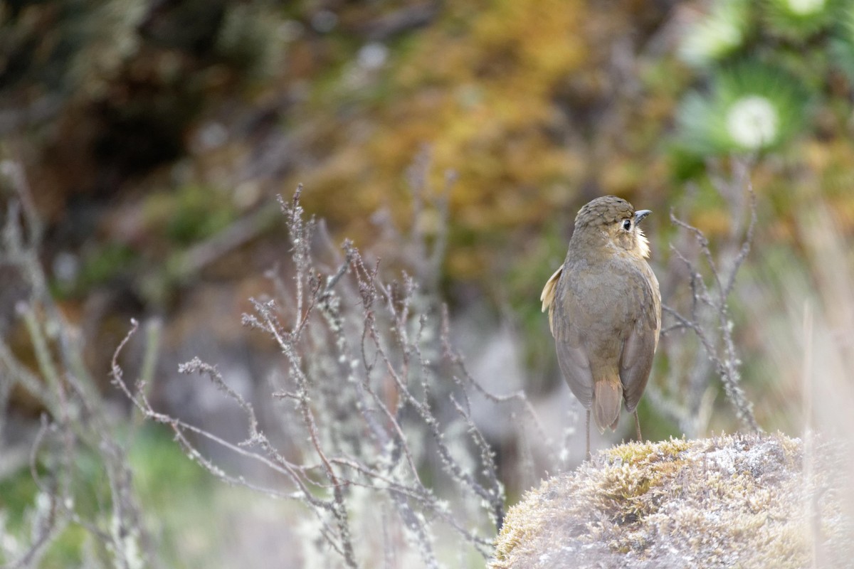 Tawny Antpitta - ML641391538