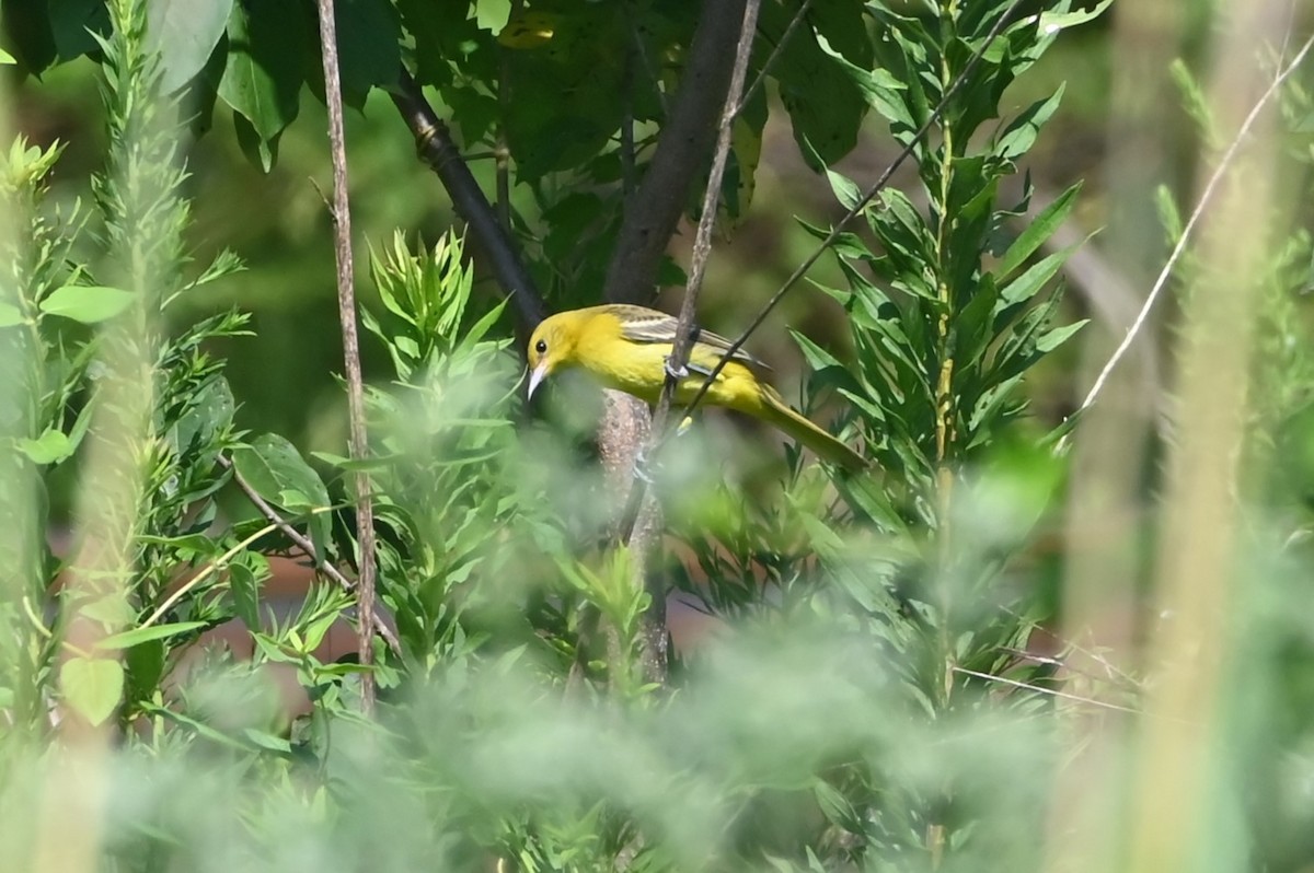 Orchard Oriole - ML641391550