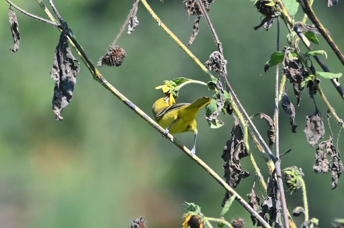 Orchard Oriole - ML641391551