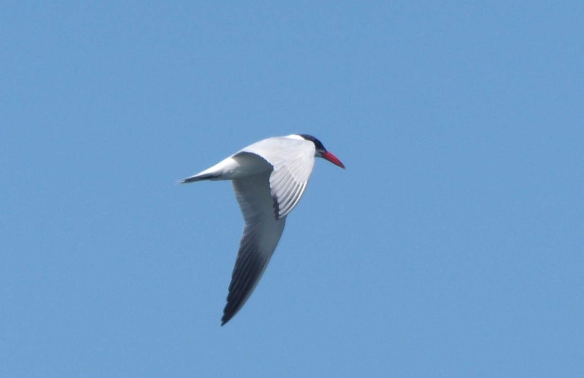 Caspian Tern - ML641391556