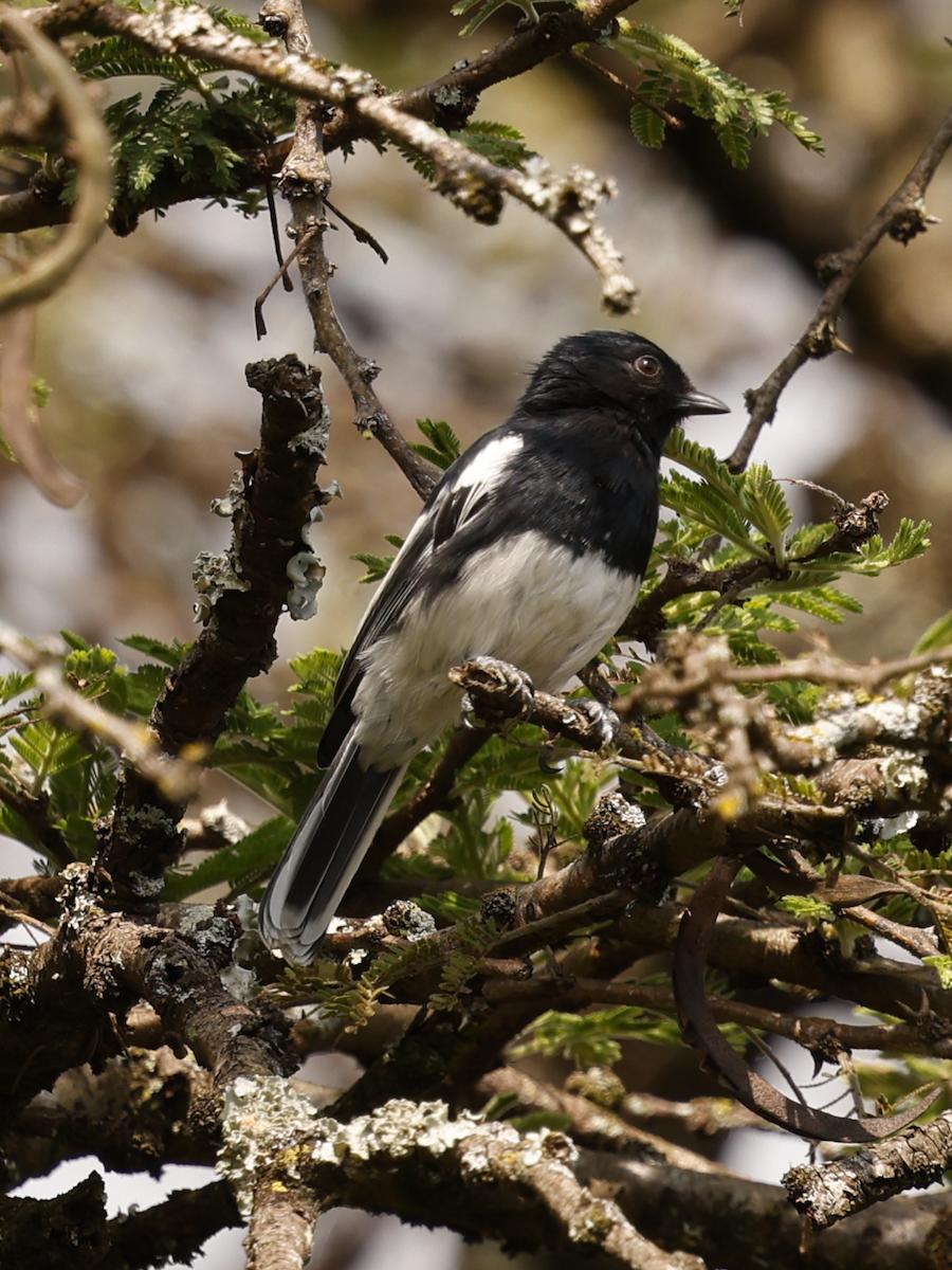 White-bellied Tit - ML641391576