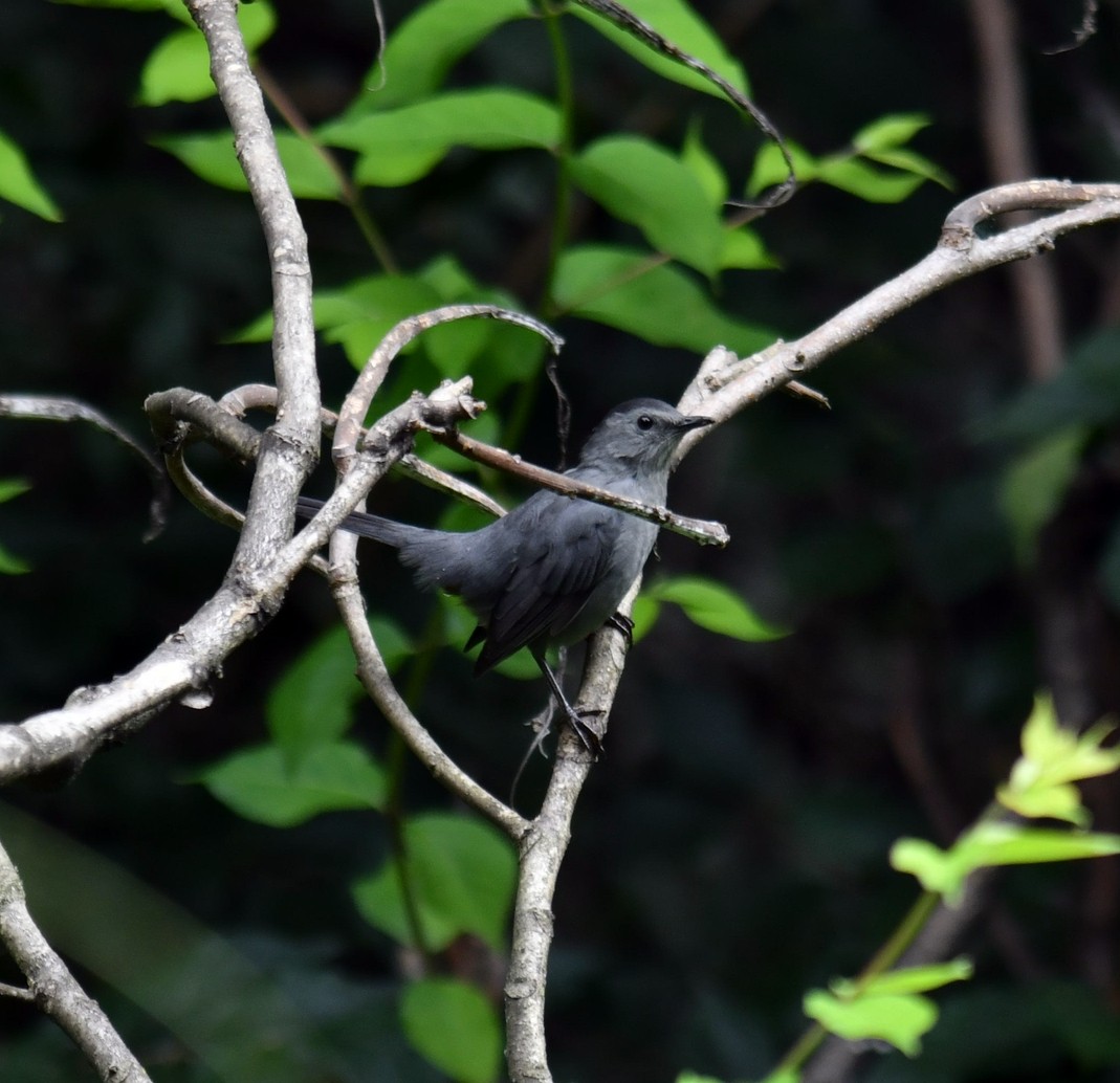 Gray Catbird - ML641391584