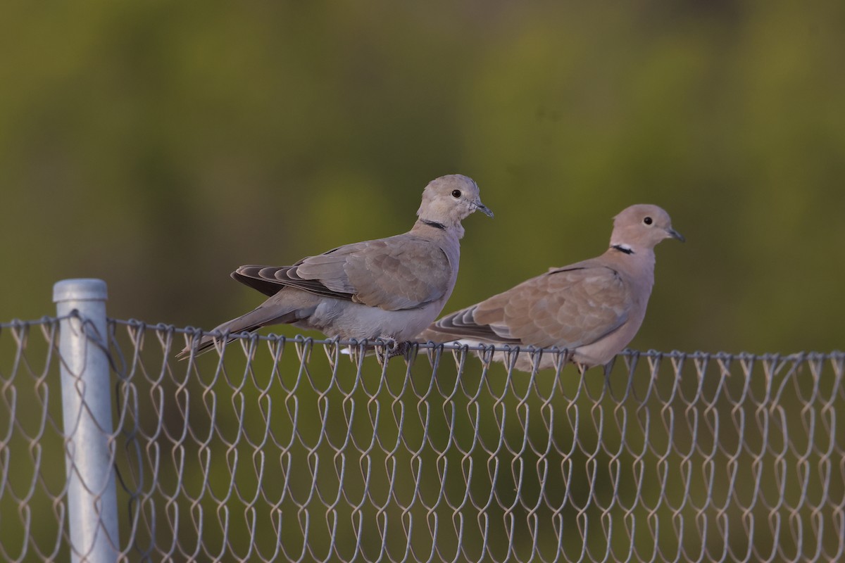 Eurasian Collared-Dove - ML641391586