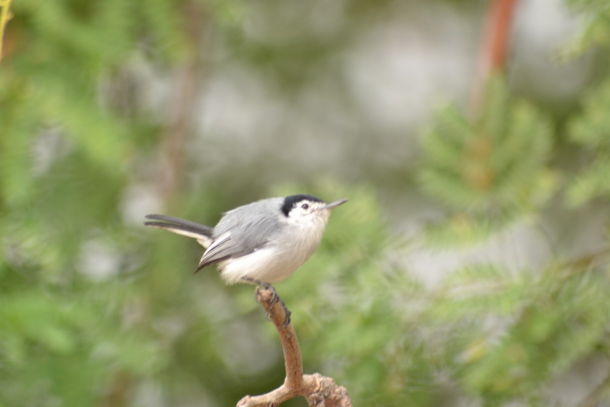 White-browed Gnatcatcher - ML641391587