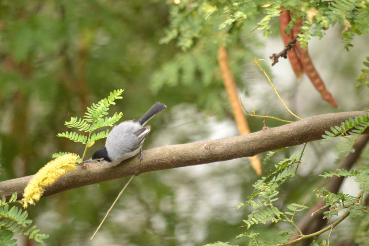 White-browed Gnatcatcher - ML641391588