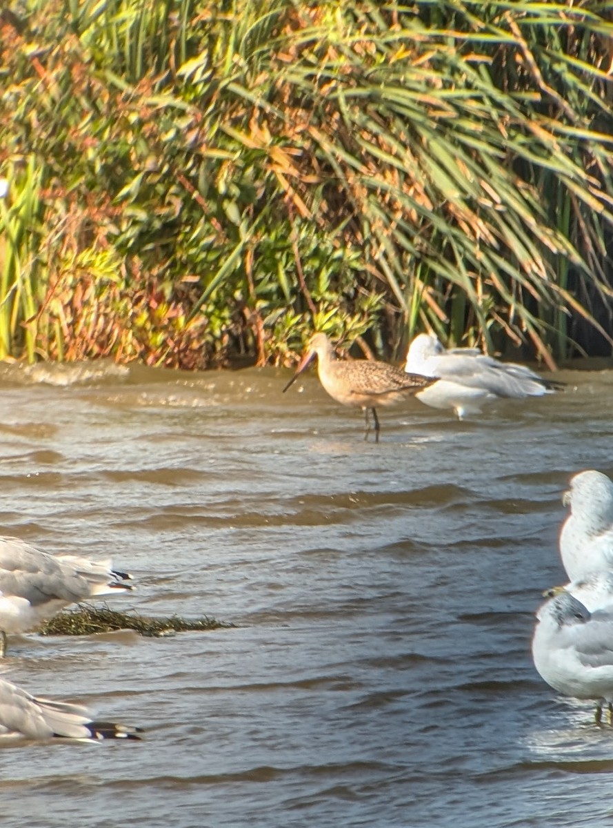 Marbled Godwit - ML641391604