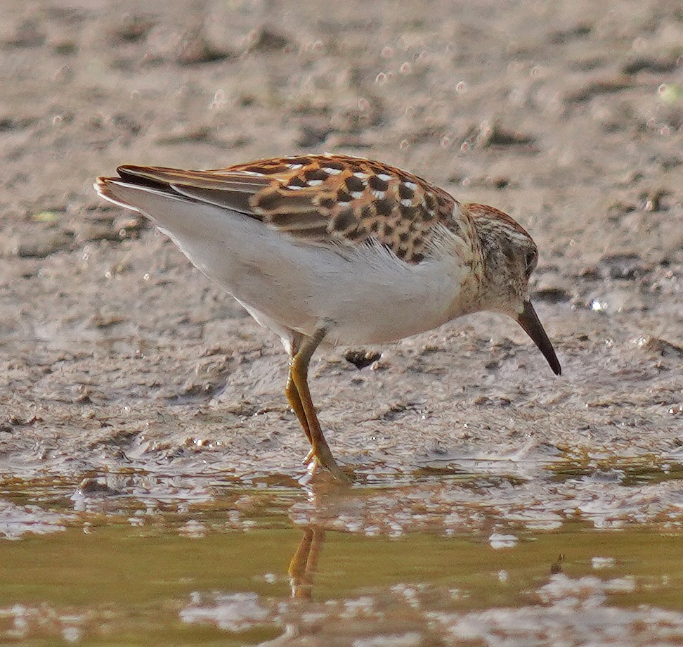 Least Sandpiper - ML641391609