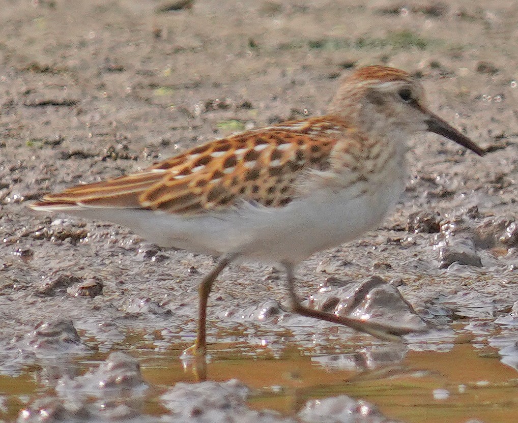 Least Sandpiper - ML641391610