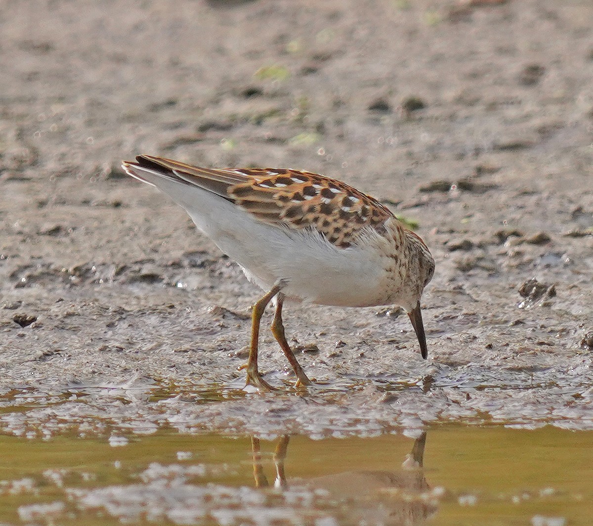 Least Sandpiper - ML641391612