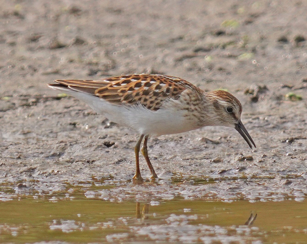 Least Sandpiper - ML641391613