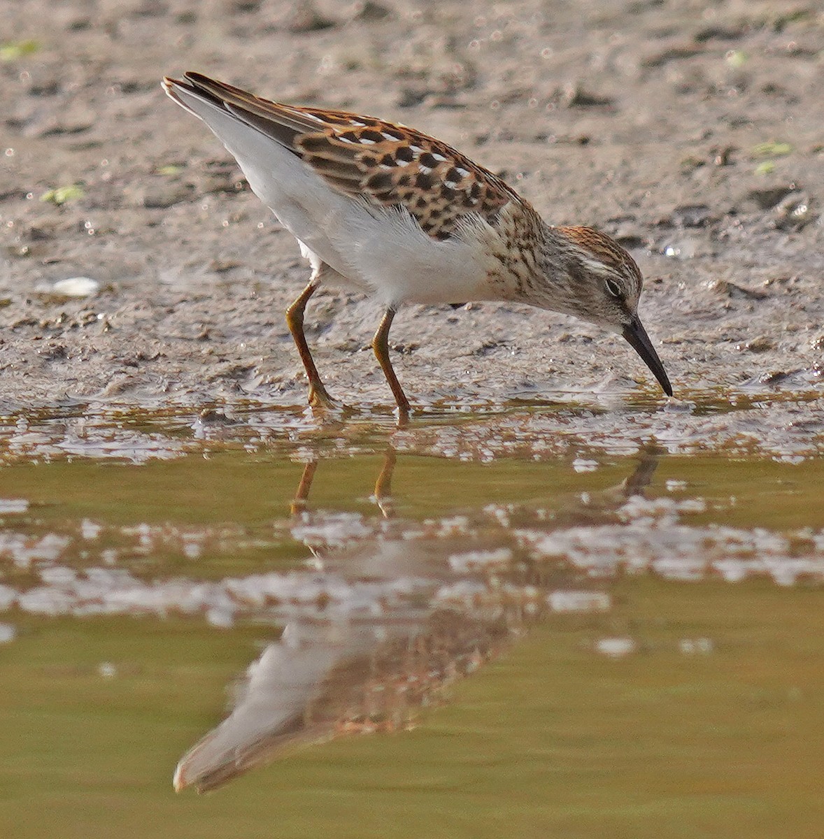 Least Sandpiper - ML641391614