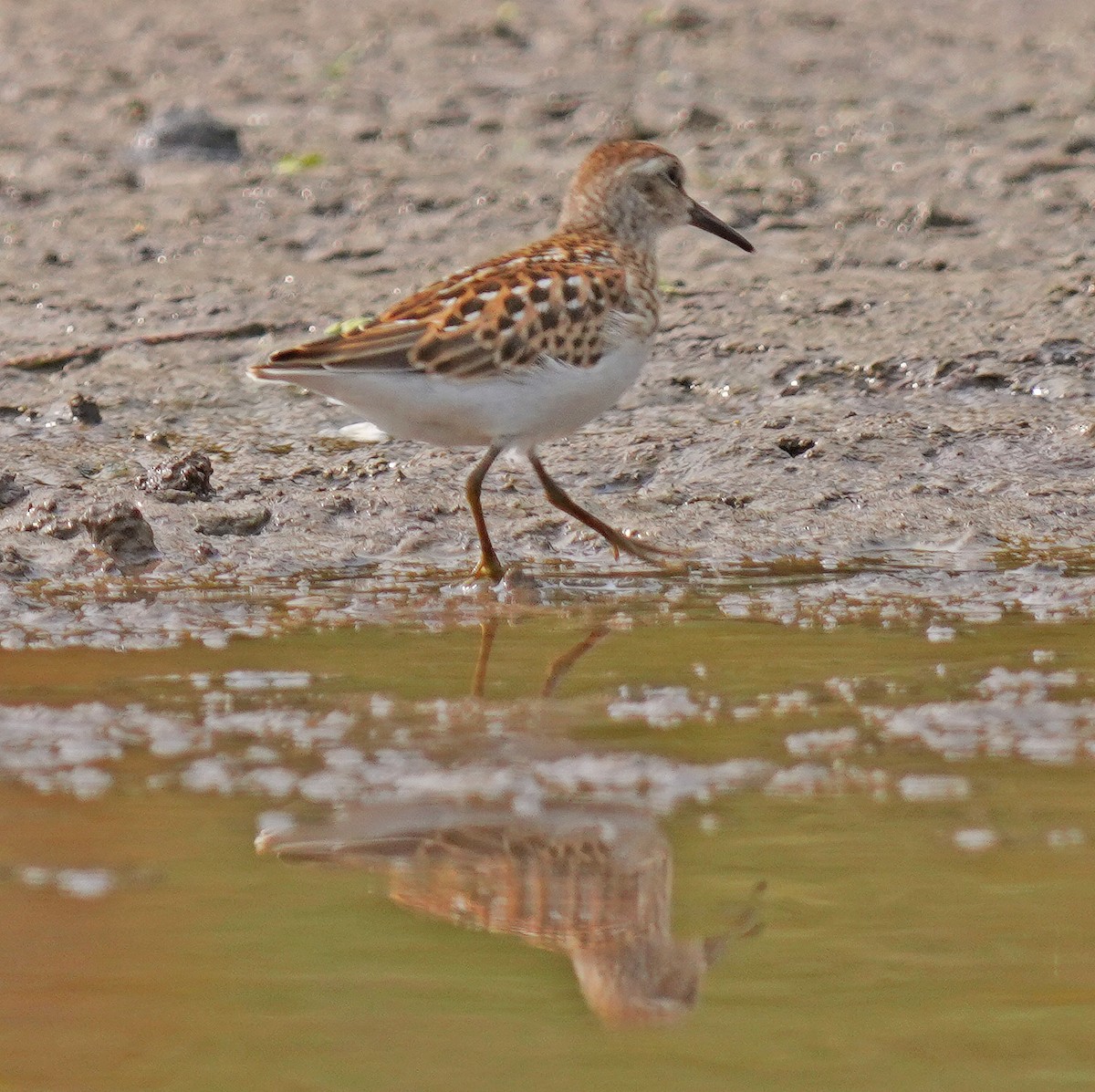 Least Sandpiper - ML641391615