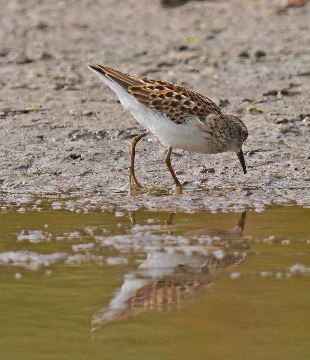 Least Sandpiper - ML641391616