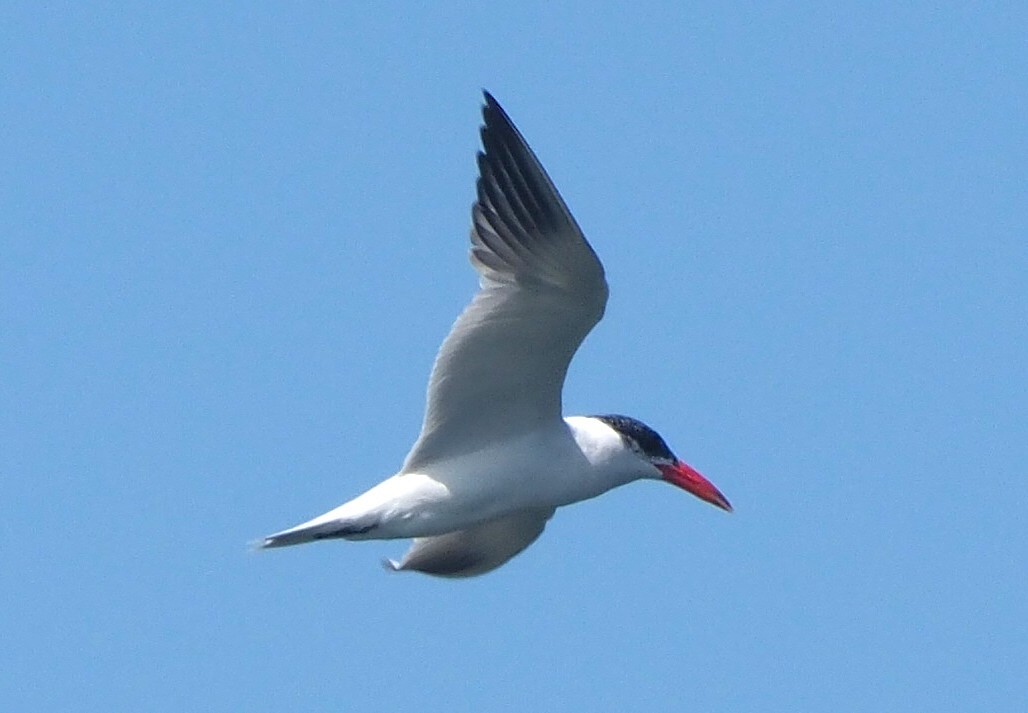 Caspian Tern - ML641391632