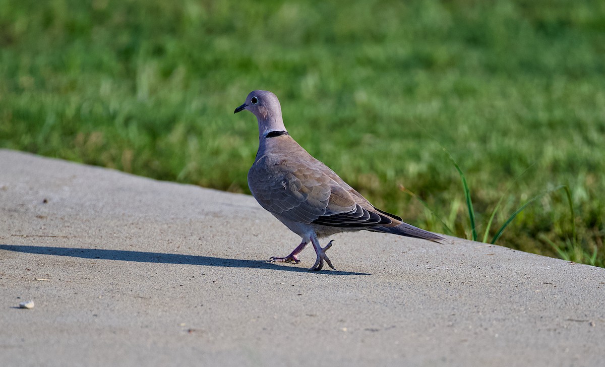 Eurasian Collared-Dove - ML641391637