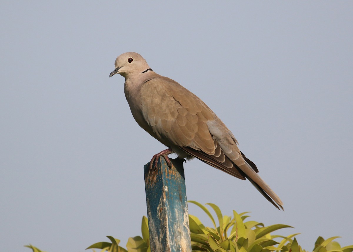 Eurasian Collared-Dove - ML641391654