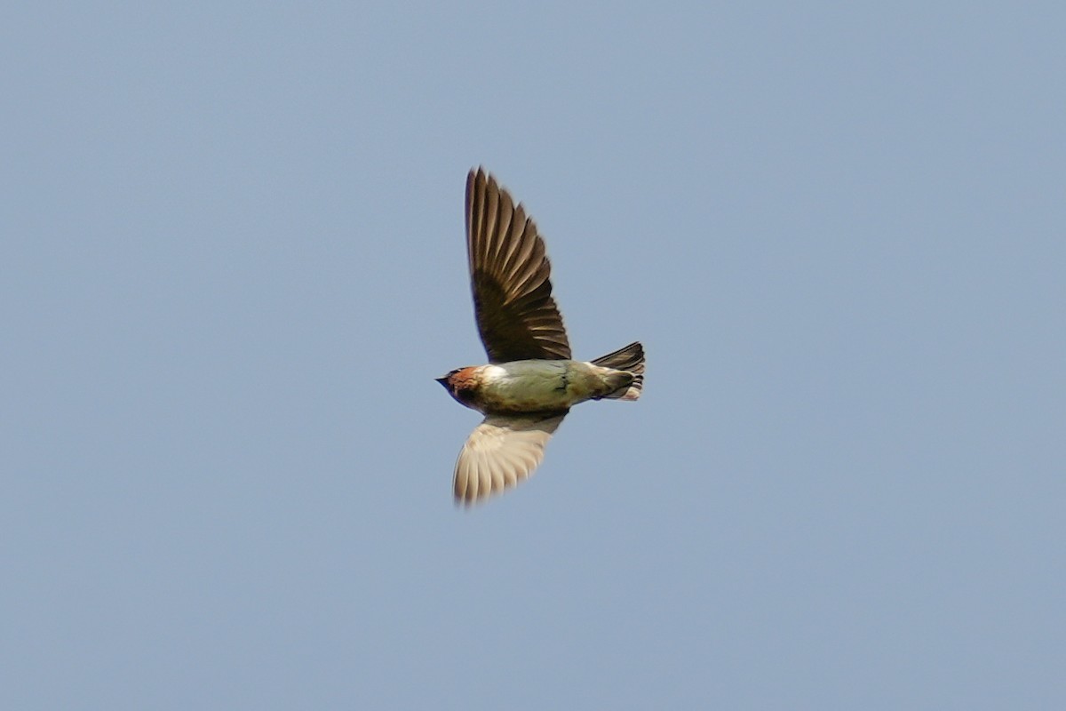 Cliff Swallow - ML641391669