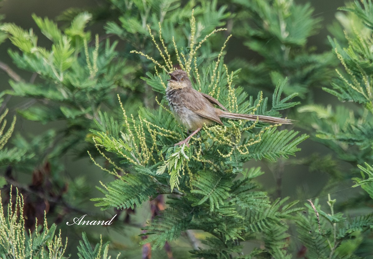 Himalayan Prinia - ML641391670