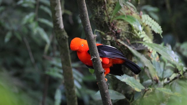 Andean Cock-of-the-rock - ML641391671