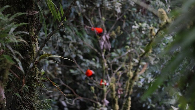 Andean Cock-of-the-rock - ML641391672