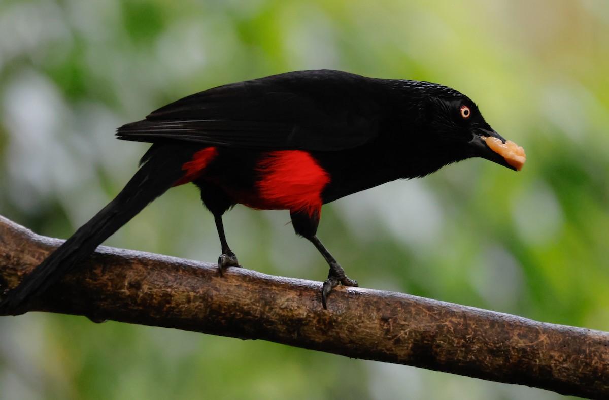Red-bellied Grackle - ML641391684