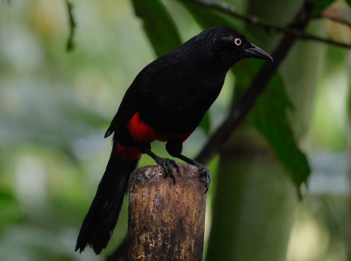 Red-bellied Grackle - ML641391685
