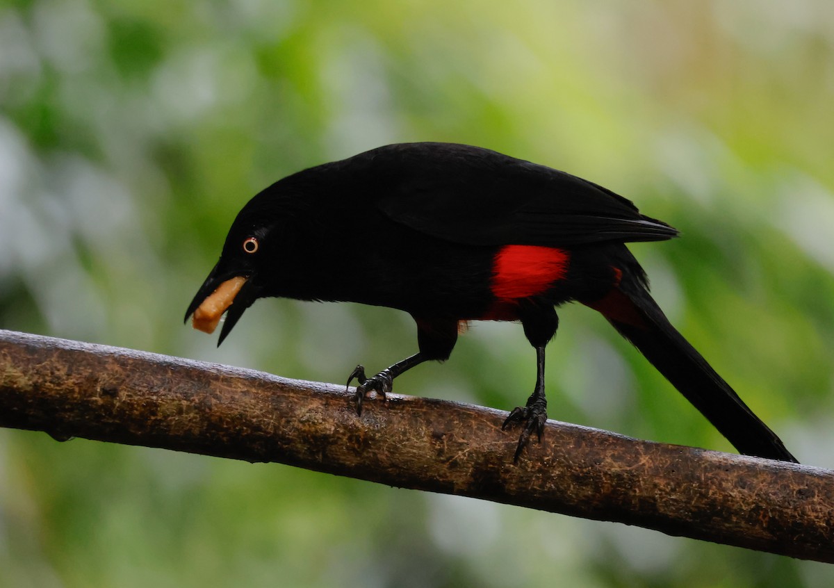 Red-bellied Grackle - ML641391686