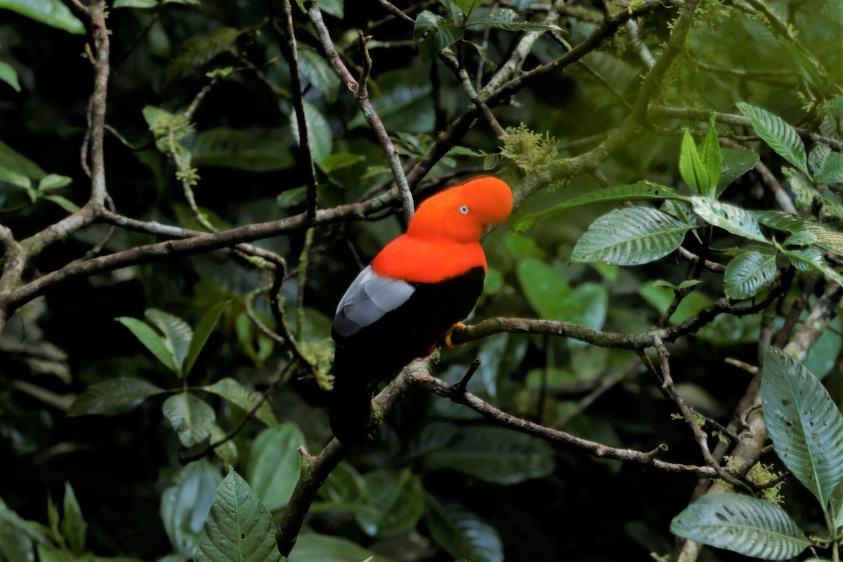 Andean Cock-of-the-rock - ML641391712