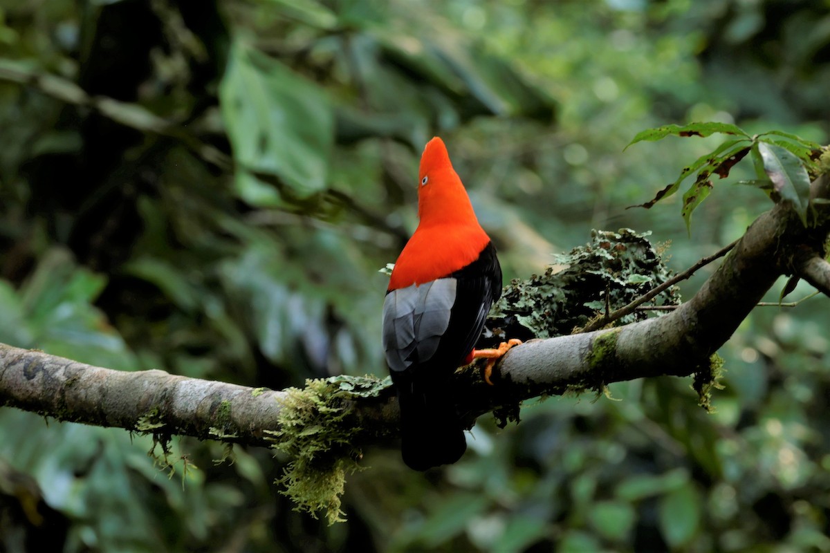 Andean Cock-of-the-rock - ML641391713