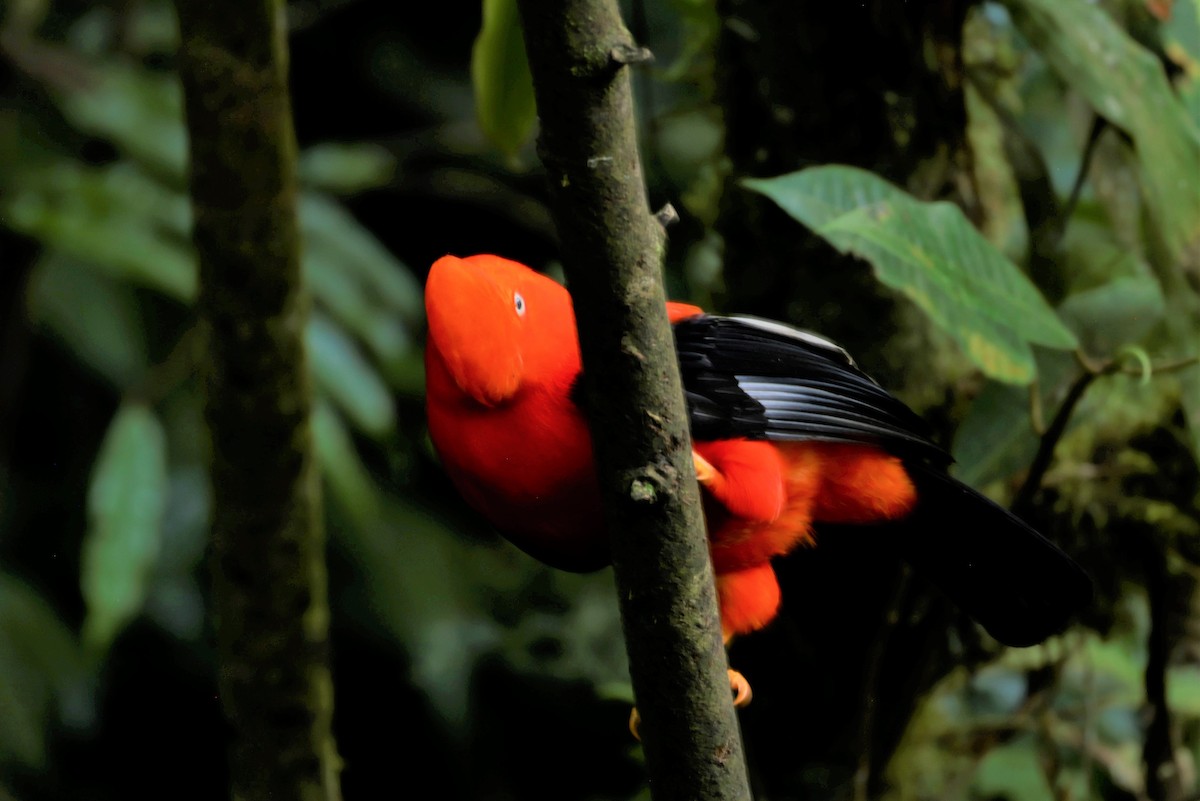 Andean Cock-of-the-rock - ML641391715