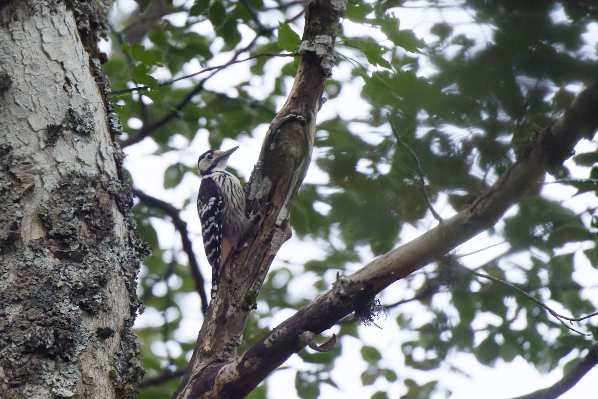 White-backed Woodpecker - ML641391755
