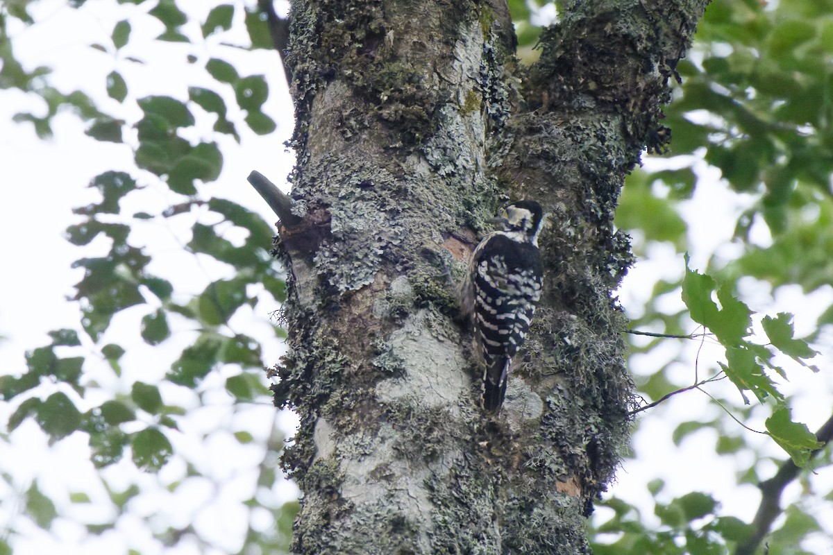 White-backed Woodpecker - ML641391756