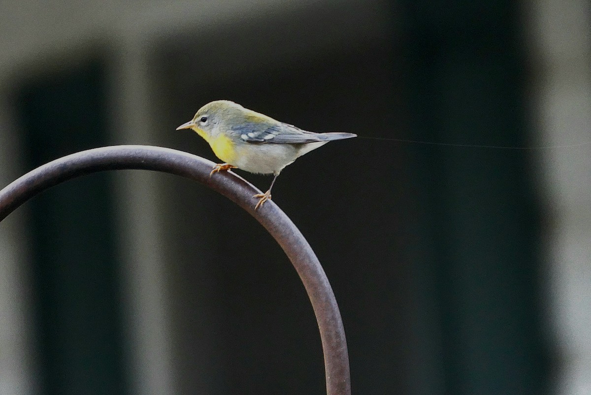 Northern Parula - ML641391774