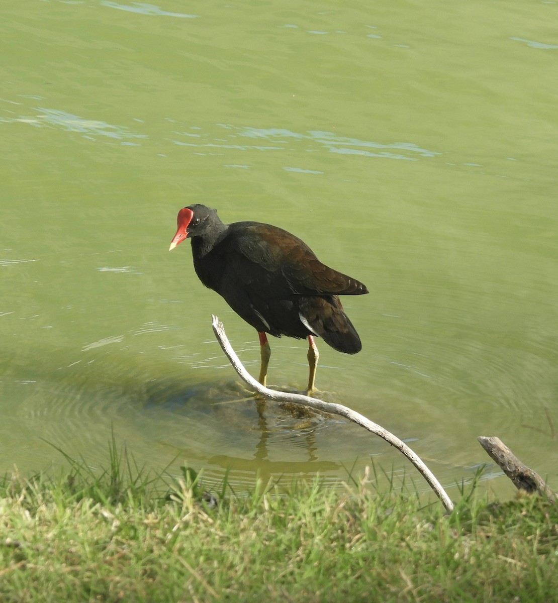 アメリカバン（sandvicensis） - ML641391832