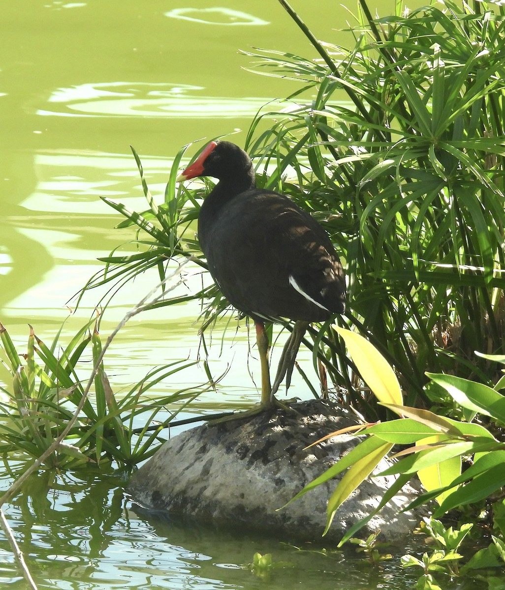アメリカバン（sandvicensis） - ML641391833