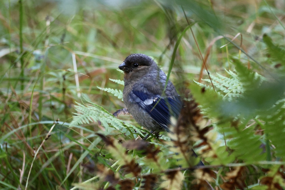 Eurasian Bullfinch - ML641391835