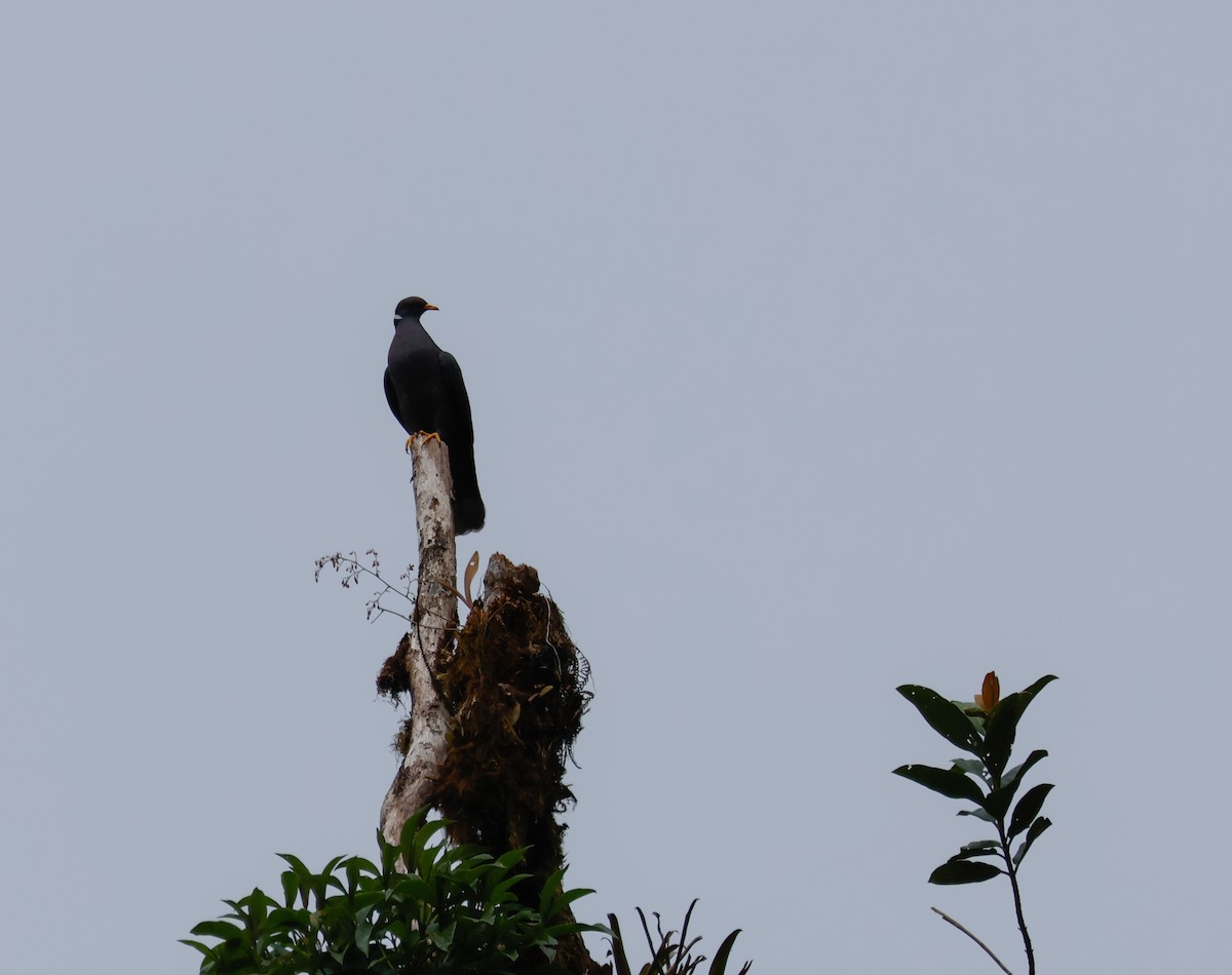 Band-tailed Pigeon - ML641391868