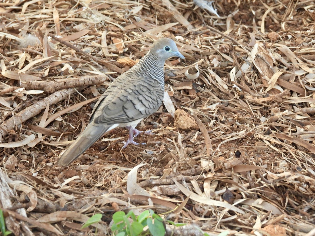 Zebra Dove - ML641391871