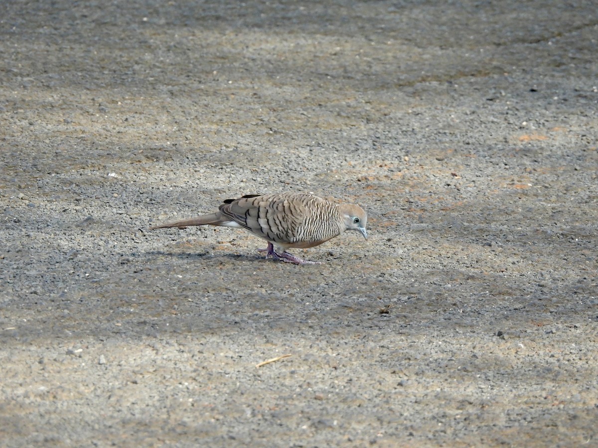 Zebra Dove - ML641391872