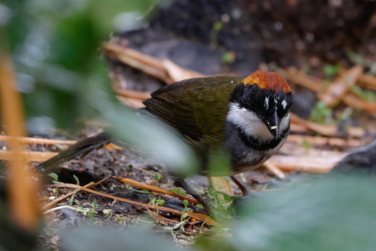 Chestnut-capped Brushfinch - ML641391874